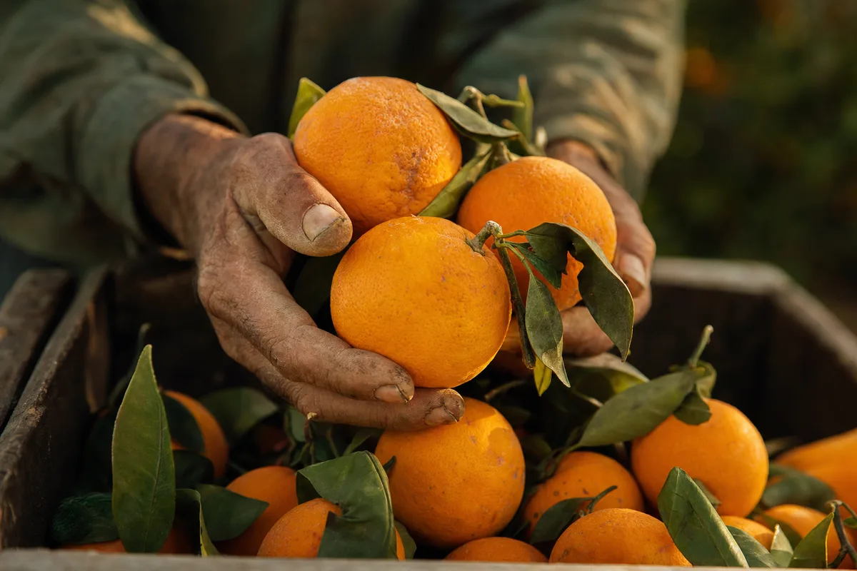 A grower holding freshly harvested oranges over a crate